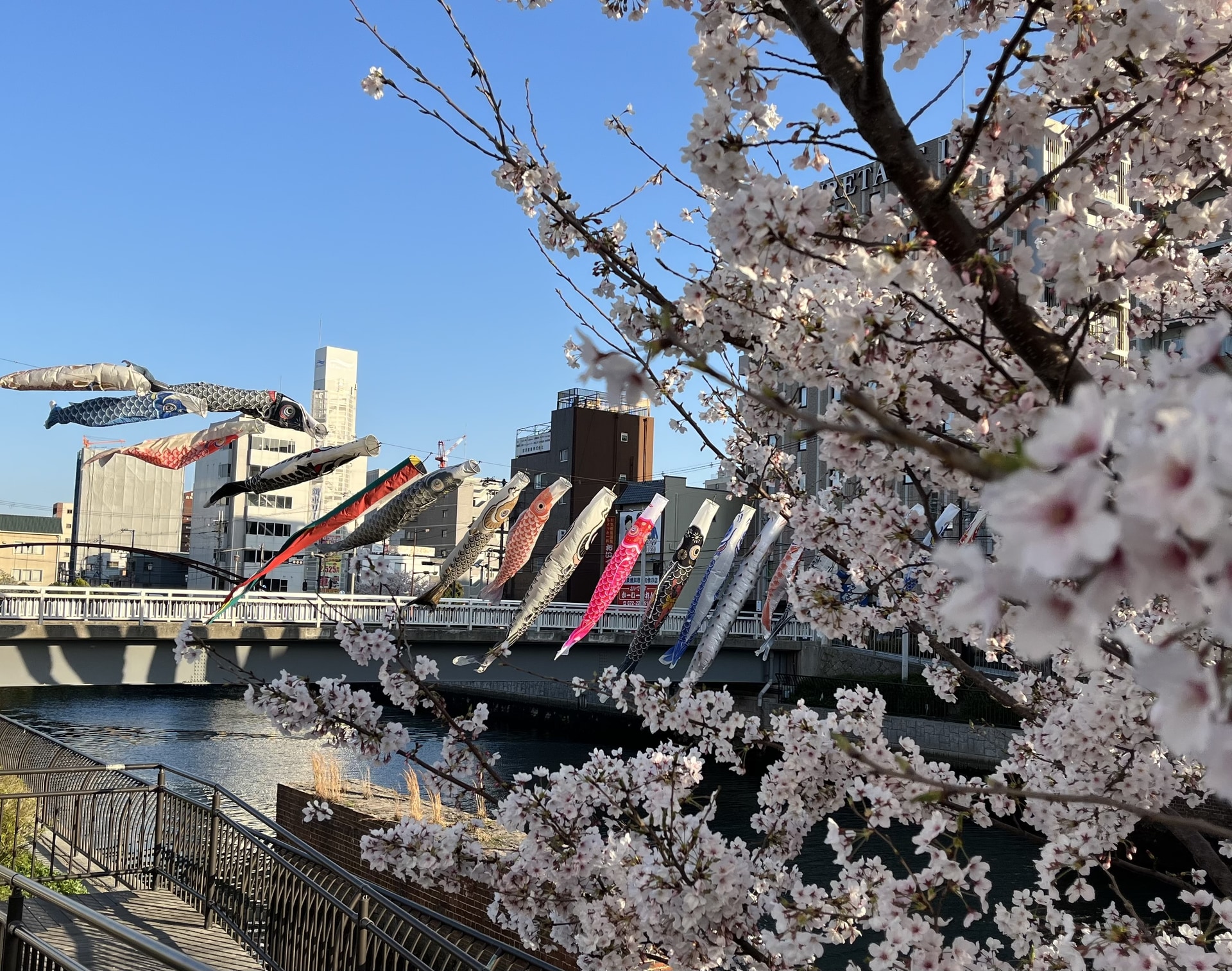 土居川にかかる鯉のぼり